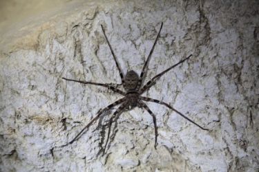 2015-12-11 Die Laotische Riesenspinne ist - wenn man den Umfang betrachtet - die größte Spinne der Welt.