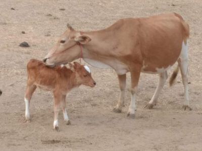 2019-02-06 Eine Kuh leckt ihr Kalb ab.