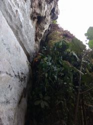 2019-12-31 in Vang Vieng (Laos) frischen wir das Klettergebiet wieder auf. Die Routen sind so zugewachsen, dass man sie teilweise nicht mehr sieht. Und mich auch nicht.